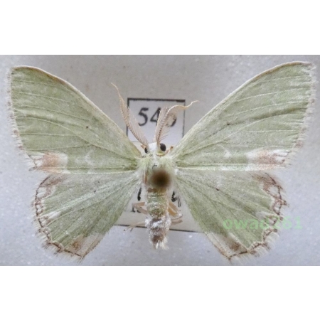 Comibaena bajularia (Denis & Schiffermüller, 1775) Czech54b